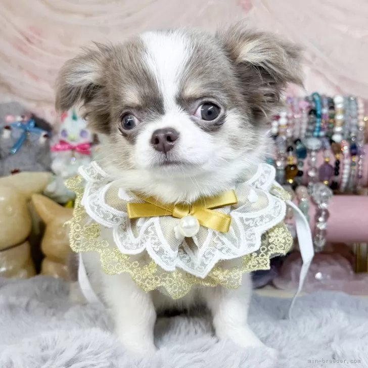 ID：2412-05243の子犬