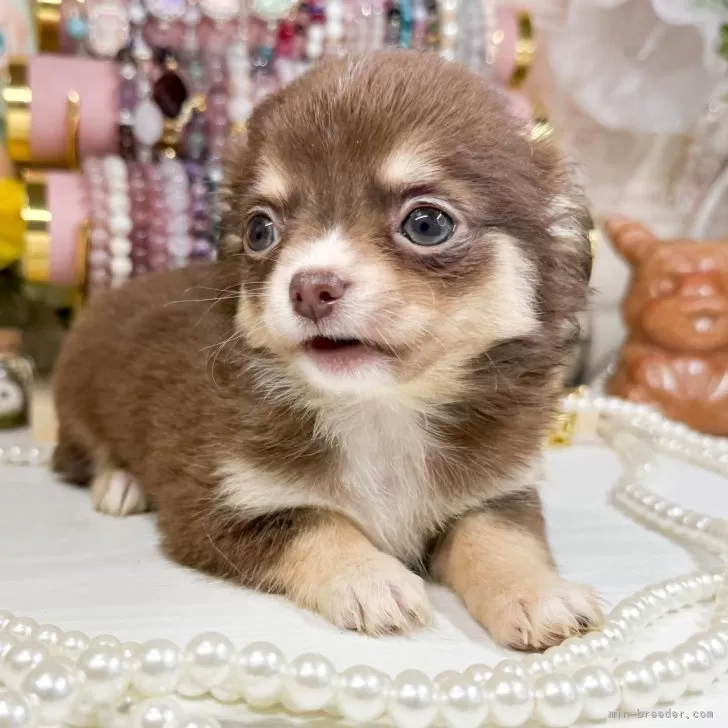 ID：2501-07019の子犬