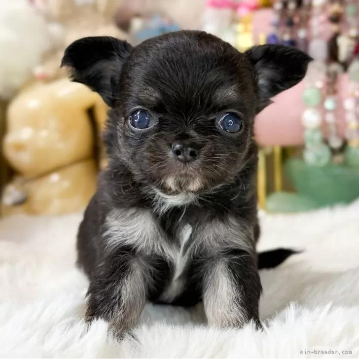 ID:2508-03476の子犬