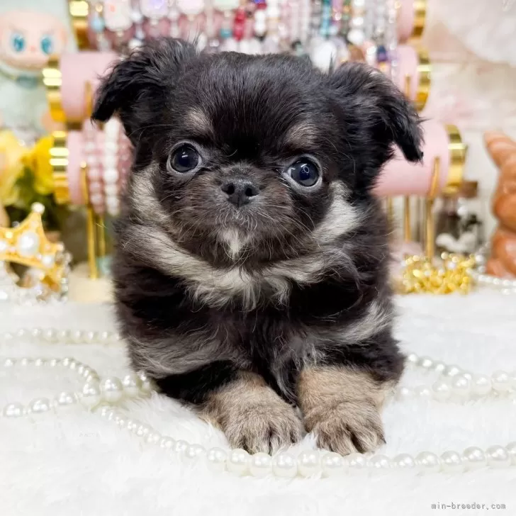 ID：2412-07484の子犬