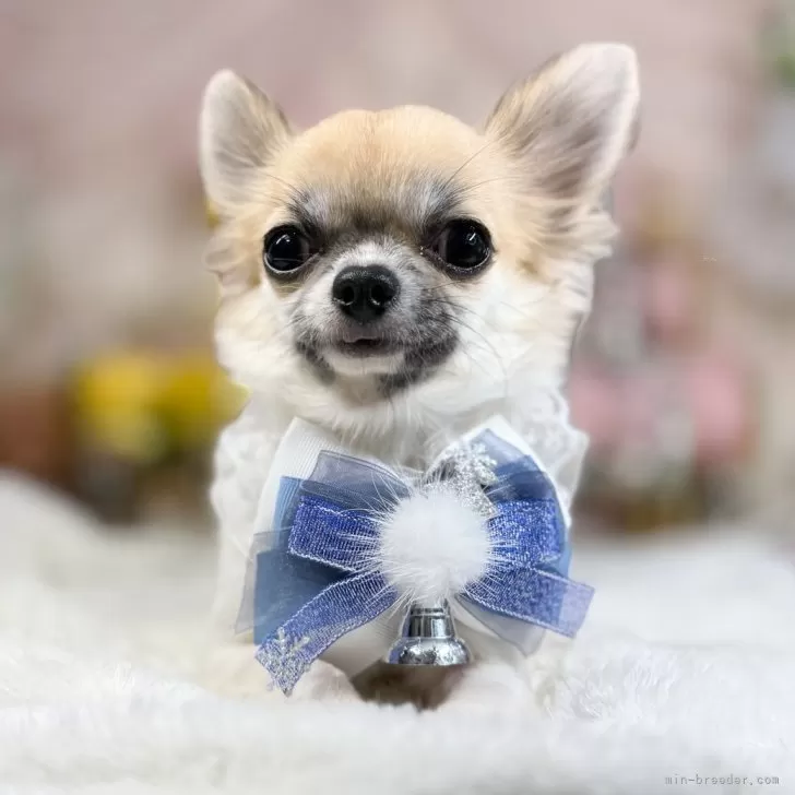 ID:2406-01581の子犬