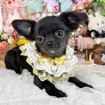 チワワ(ロング)【福岡県・女の子・2025年6月25日・ブラック】の写真「可愛いブラックソリッド女の子」