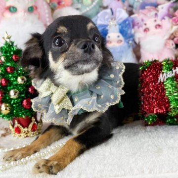 チワワ(ロング)【福岡県・男の子・2025年6月25日・ブラックタン】の写真「ブラックタンの男の子」