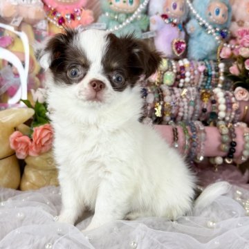 チワワ(ロング)【福岡県・女の子・2025年9月13日・チョコタンホワイト】の写真「可愛いチョコタンホワイトの女の子」