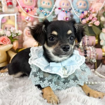 チワワ(ロング)【福岡県・男の子・2025年6月25日・ブラックタン】の写真「可愛いブラックタンの男の子」