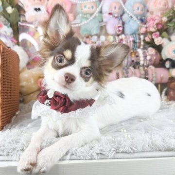 チワワ(ロング)【福岡県・女の子・2025年6月14日・チョコタンホワイト】の写真「チョコパーティー女の子」