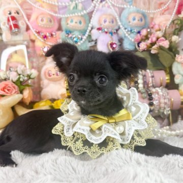 チワワ(ロング)【福岡県・女の子・2025年6月25日・ブラック】の写真「可愛いブラックソリッド女の子」