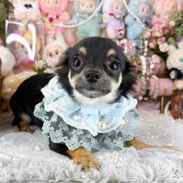 チワワ(ロング)【福岡県・男の子・2025年6月25日・ブラックタン】の写真「可愛いブラックタンの男の子」