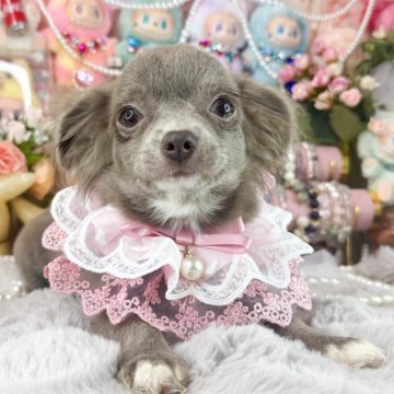 チワワ(ロング)【福岡県・女の子・2025年6月25日・イザベラ】の写真「綺麗なイザベラソリッドの女の子」