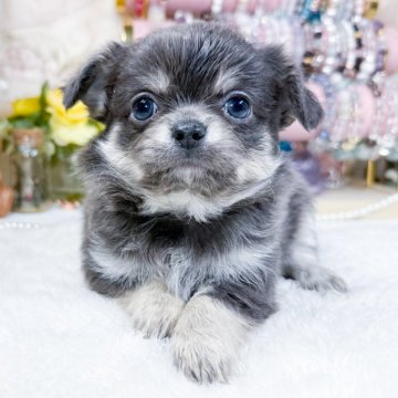 チワワ(ロング)【福岡県・男の子・2024年12月2日・ブルークリーム】の写真「綺麗なブルークリーム男の子」