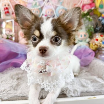 チワワ(ロング)【福岡県・女の子・2025年6月14日・チョコタンホワイト】の写真「可愛いチョコパーティー女の子」