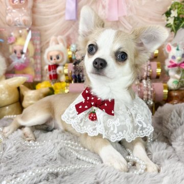 チワワ(ロング)【福岡県・女の子・2025年5月14日・ブルーフォーンホワイト】の写真「シベリアンハスキーみたいな可愛い女の子」