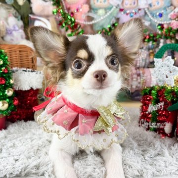 チワワ(ロング)【福岡県・女の子・2025年6月14日・チョコタンホワイト】の写真「チョコパーティー女の子」