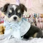 チワワ(ロング)