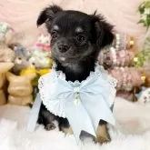 チワワ(ロング)