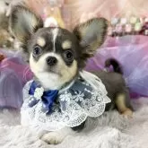 チワワ(ロング)