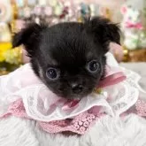 チワワ(ロング)