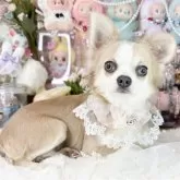 チワワ(ロング)