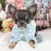 チワワ(ロング)