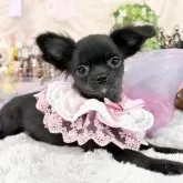 チワワ(ロング)