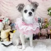 チワワ(ロング)