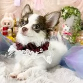 チワワ(ロング)