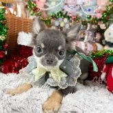 チワワ(ロング)