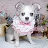 チワワ(ロング)