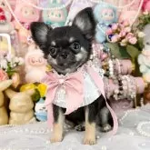 チワワ(ロング)