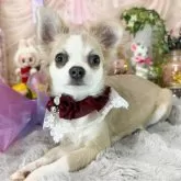 チワワ(ロング)
