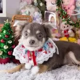 チワワ(ロング)