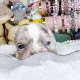 チワワ(ロング)
