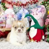 チワワ(ロング)