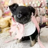 チワワ(ロング)