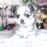 チワワ(ロング)
