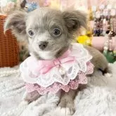 チワワ(ロング)