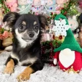 チワワ(ロング)