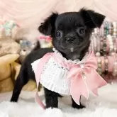 チワワ(ロング)