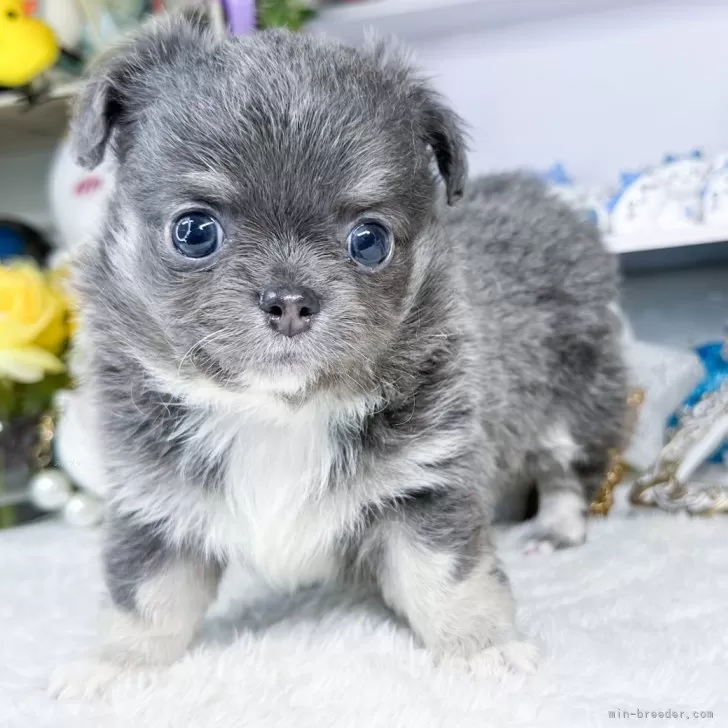 ID:2405-05780の子犬