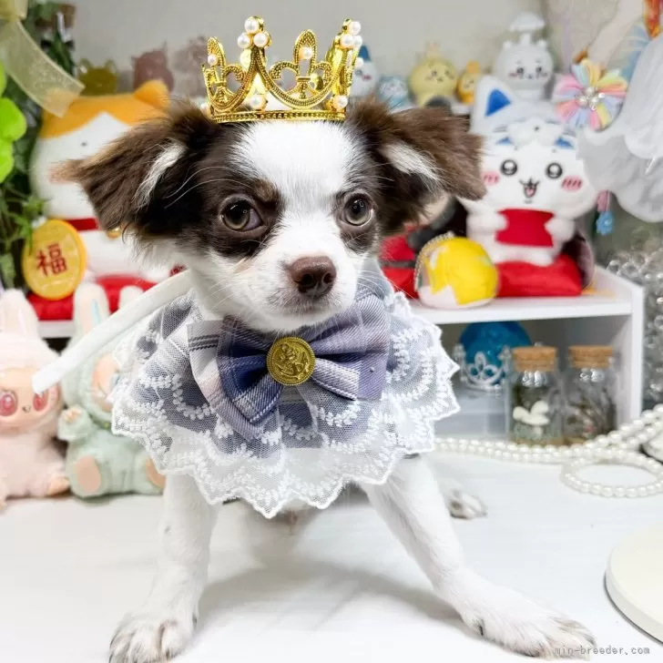 ID：2407-06806の子犬