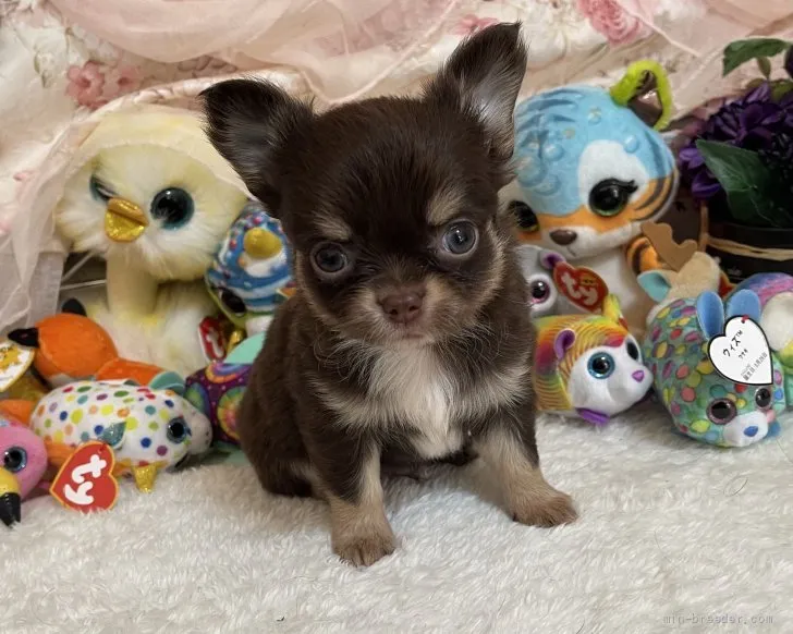 ID：2112-01018の子犬