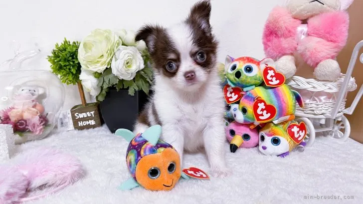 ID:2106-00816の子犬