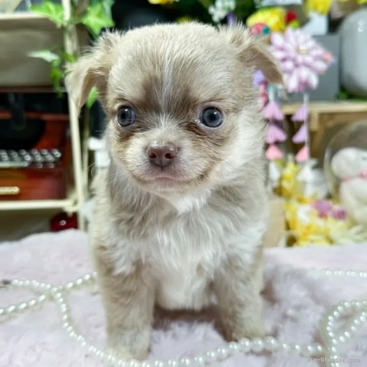 ID:2309-03060の子犬