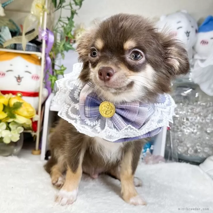 ID：2405-02990の子犬