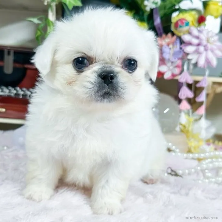 ID：2310-00082の子犬