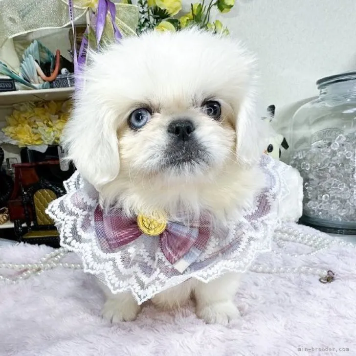 ID：2310-00089の子犬