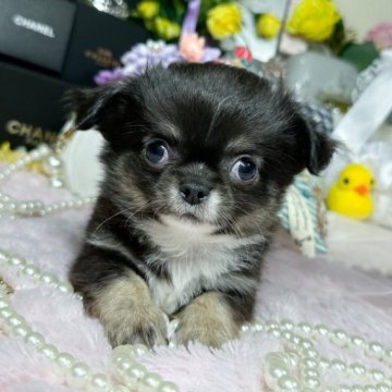 チワワ(ロング)【福岡県・男の子・2023年5月17日・ブラックタンホワイト】の写真「可愛いブラックタンホワイトの男の子」