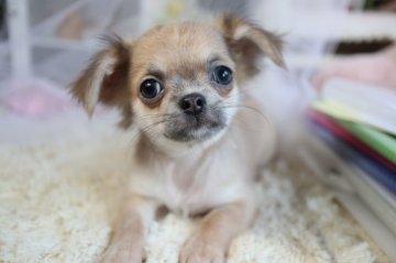 チワワ(ロング)【福岡県・女の子・2019年8月1日・イザベラフォーン】の写真「可愛いお顔の女の子💕お母さんチャンピオン直子。」