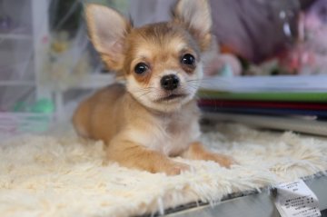 チワワ(ロング)【福岡県・男の子・2019年8月1日・ブルーフォーン】の写真「母犬チャンピオン直子のブルーフォーン男子💕」