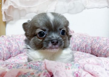 チワワ(ロング)【福岡県・男の子・2022年3月24日・ブルーフォーンホワイト】の写真「可愛いブルーホワイトの男の子♂」